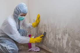 Why You Should Choose Our Mold Remediation Services in Lemoyne, PA